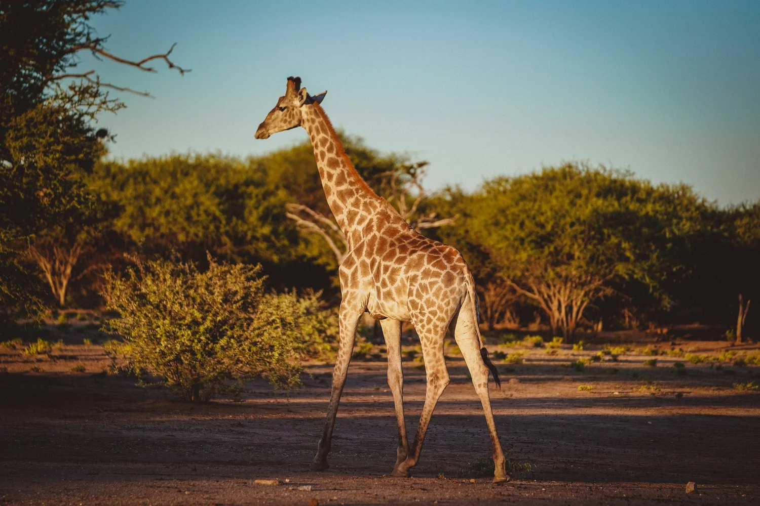 Giraffe at golden hour, Botswana