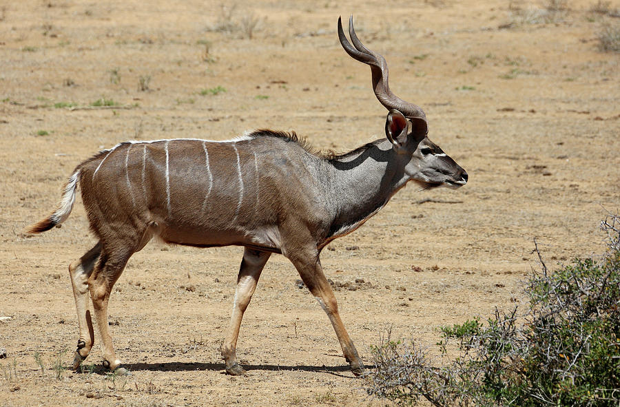 Kudu in Namibian savannah