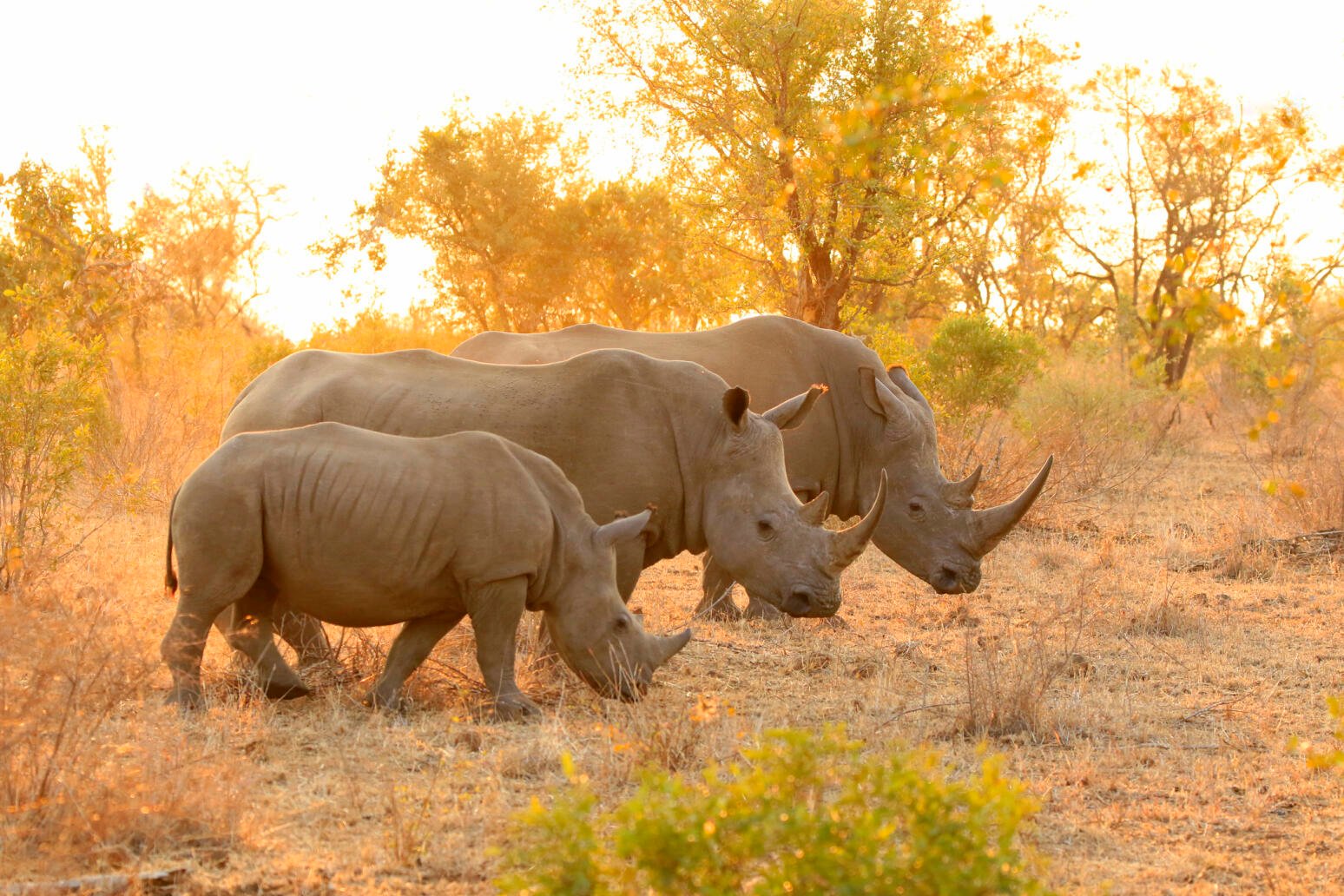 White rhino family at golden hour