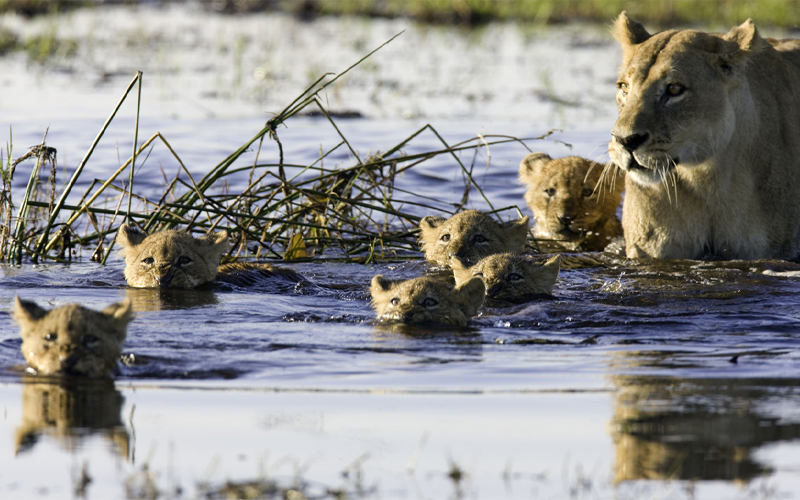 Lions crossing the Delta