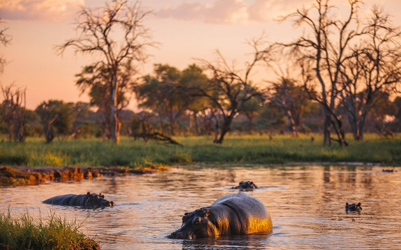 Hippos at golden sunset