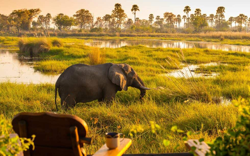 Elephant grazing in the Okavango Delta