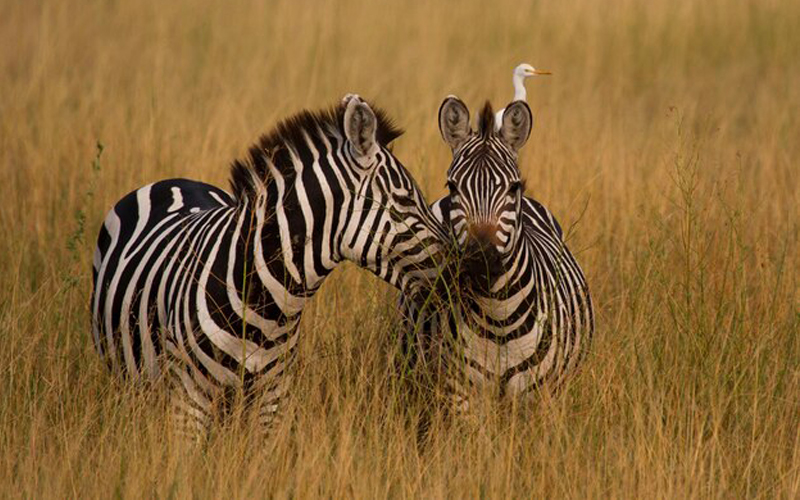 Zebras in golden grass