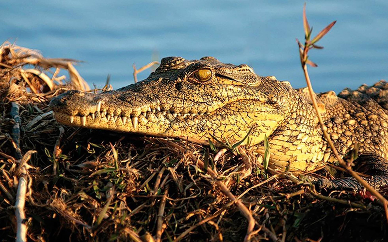 Crocodile on the riverbank
